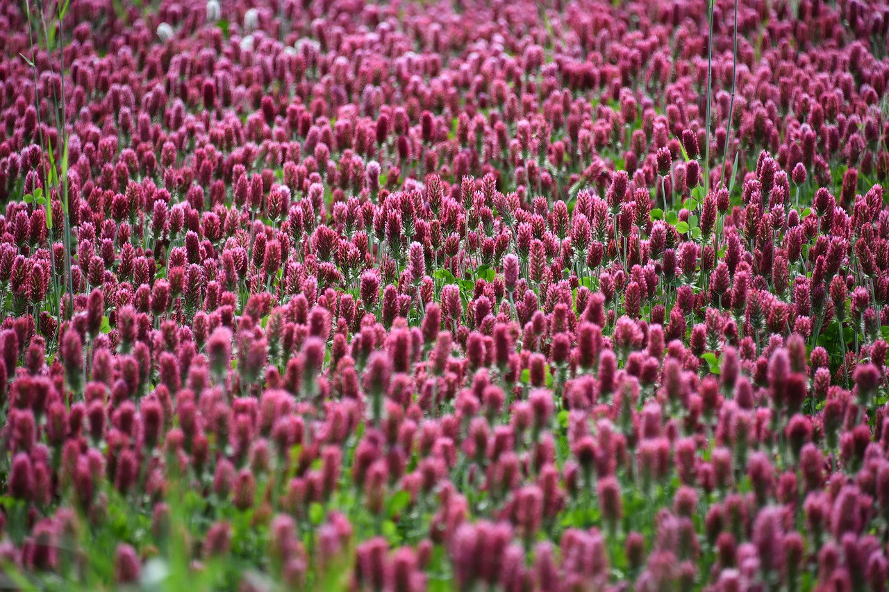 crimson  clover  plant free photo