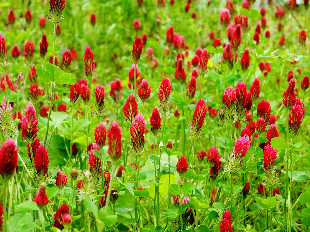 crimson clovers field red free photo