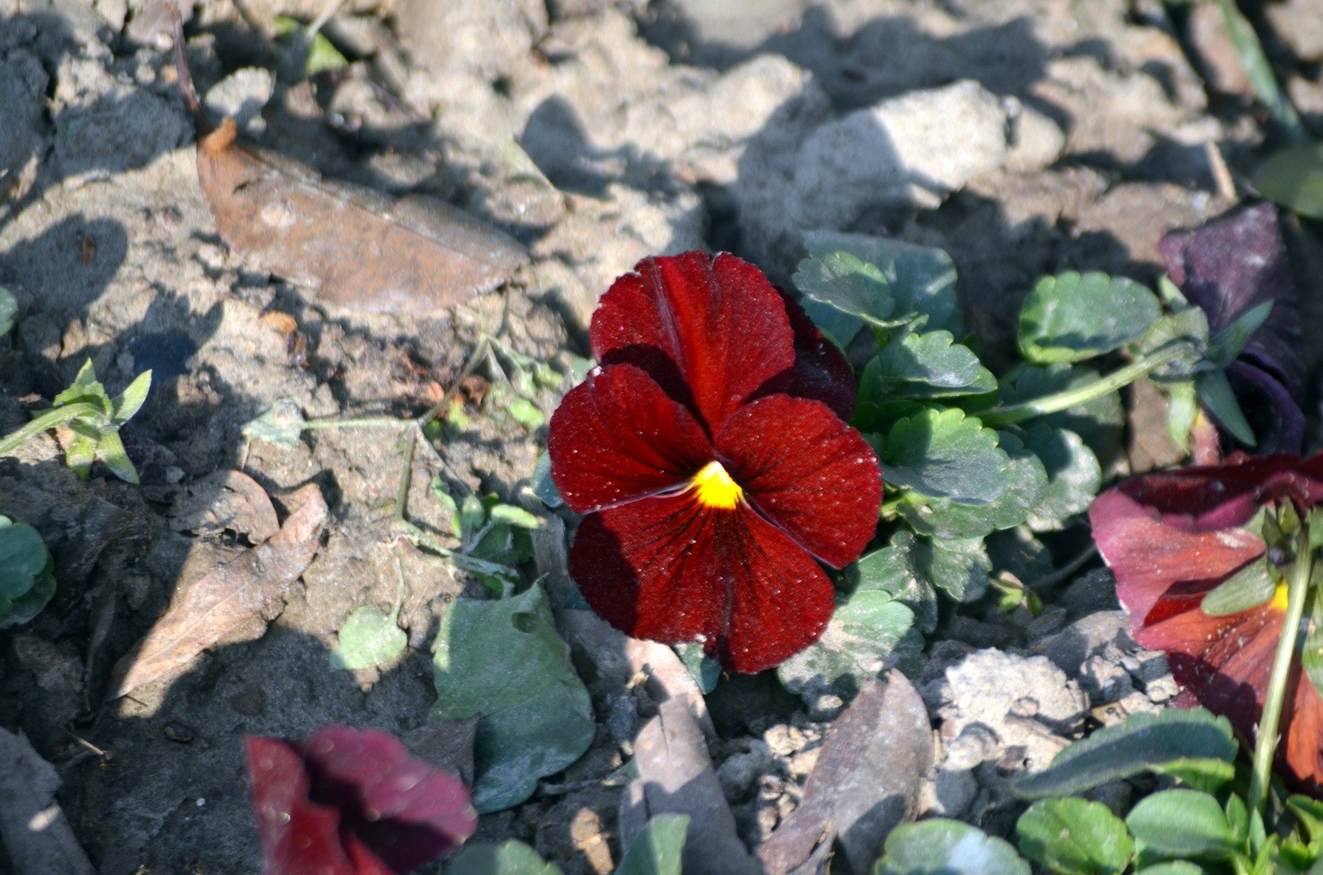 crimson color flower free photo