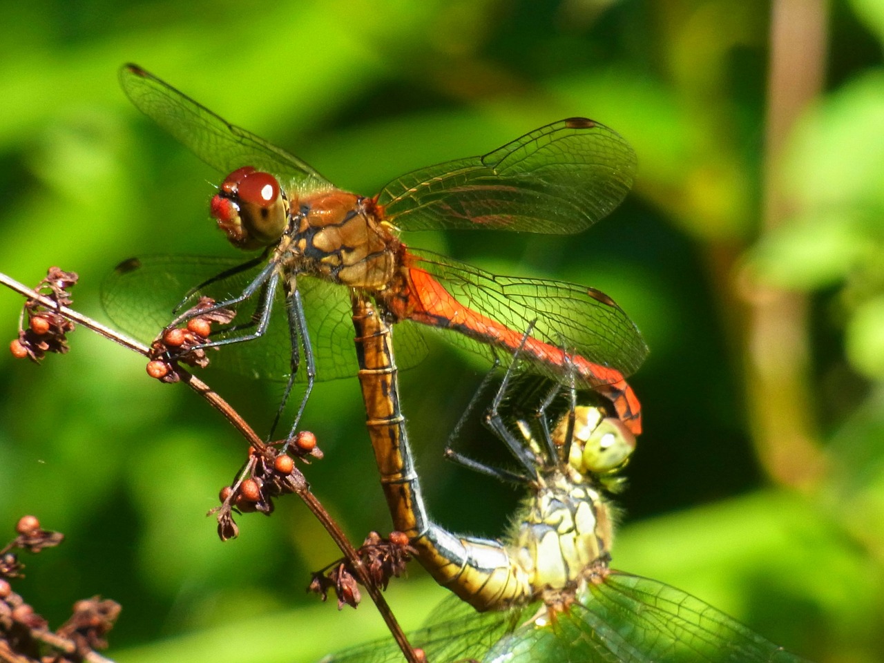 crimson heidelibelle sympetrum sanguineum dragonfly free photo