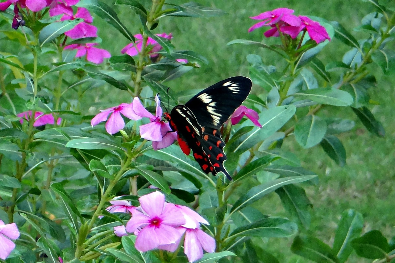 crimson rose butterfly pachliopta hector free photo