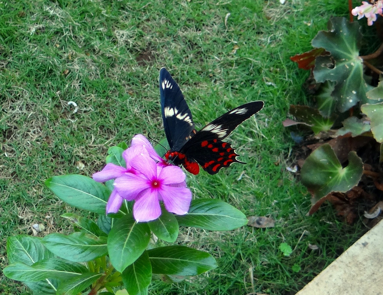 crimson rose butterfly pachliopta hector free photo