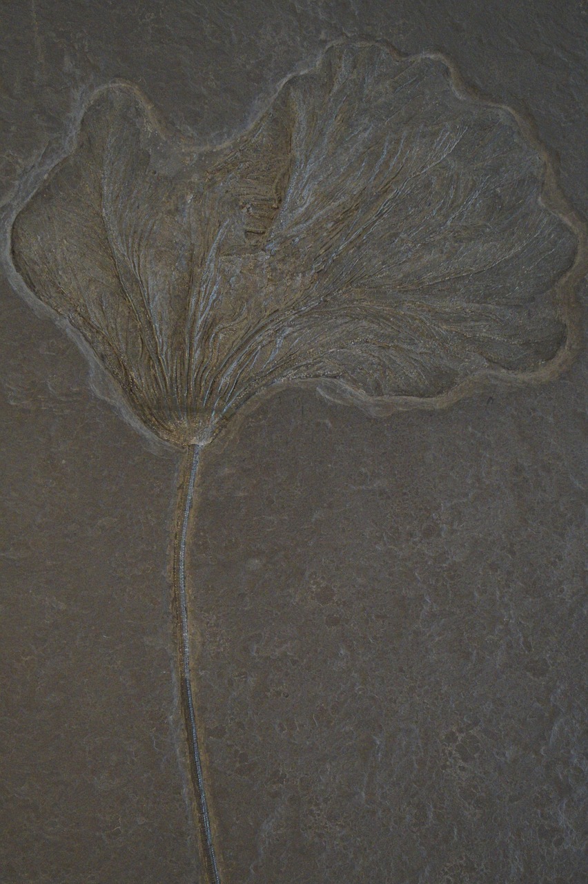 crinoid fossil fossilized free photo