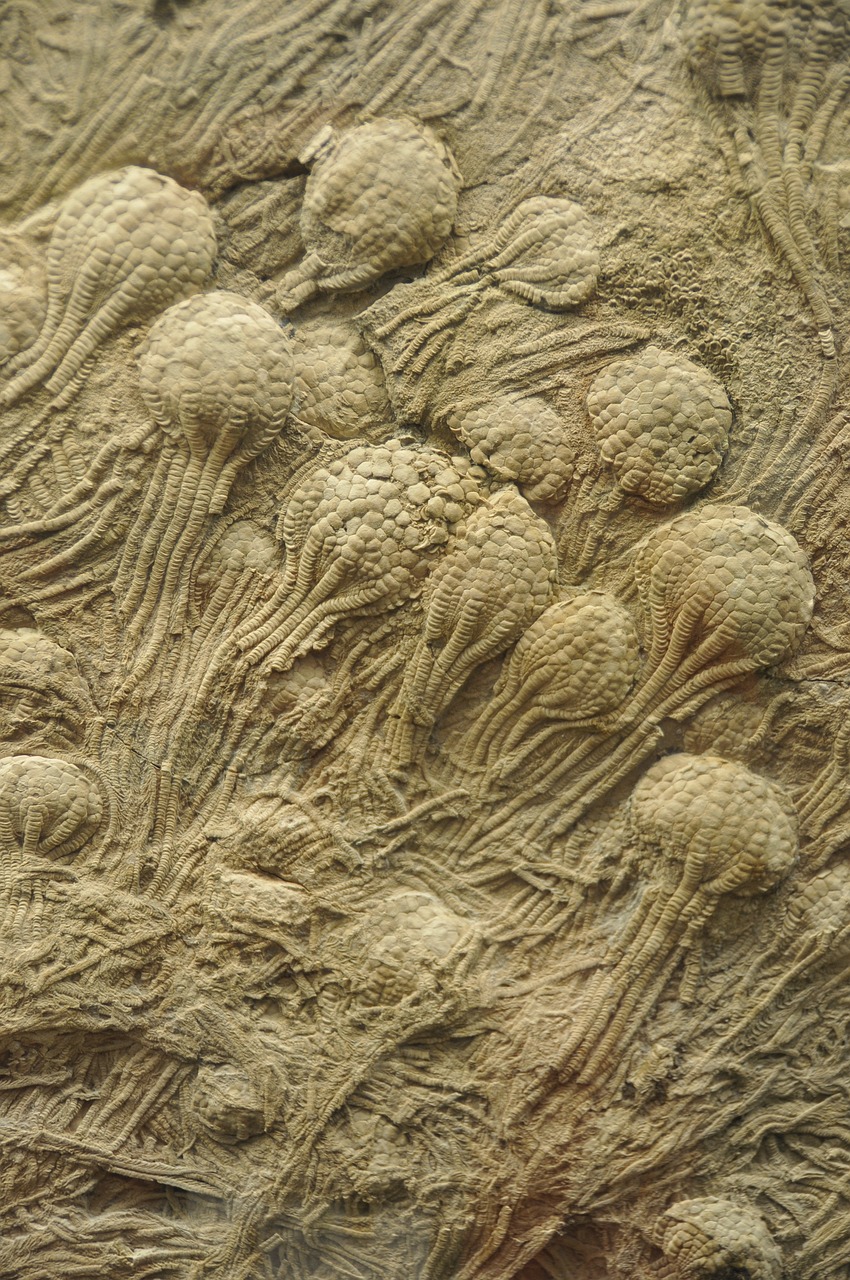 crinoids  free swimming  fossil free photo