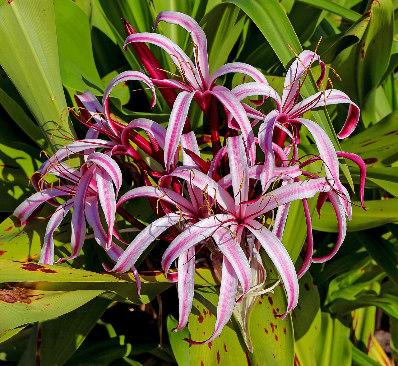 crinum americanum plant flower free photo