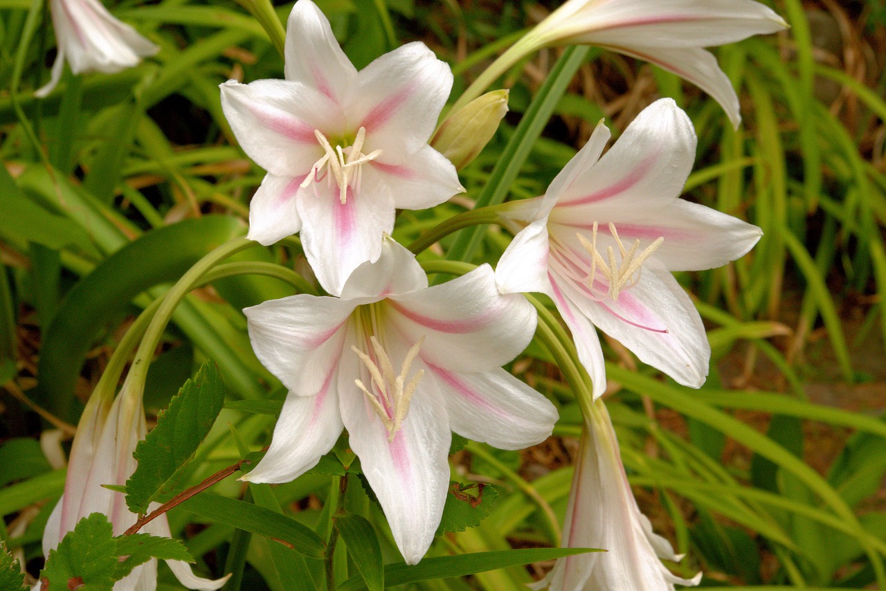 crinum lilies  plant  flower free photo