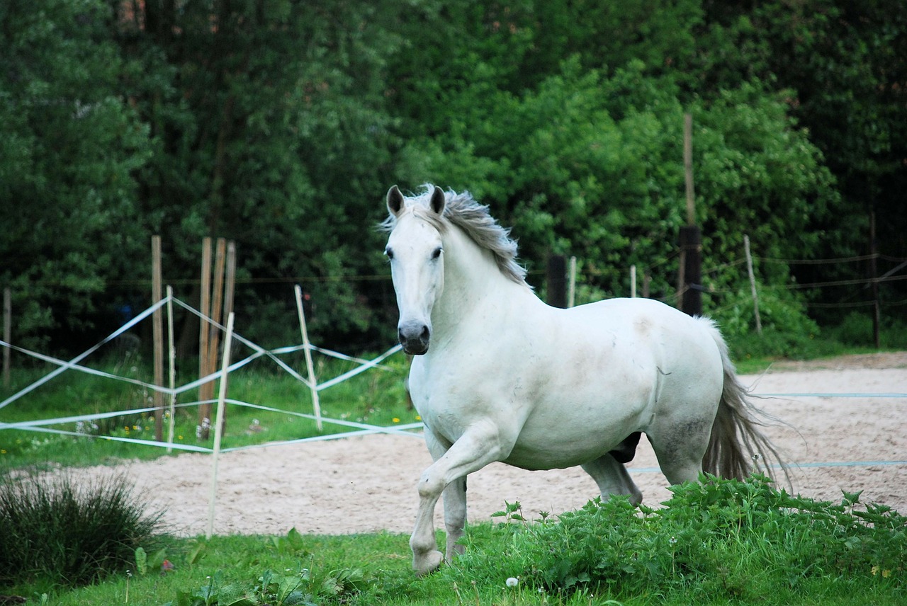 criollo horse white free photo