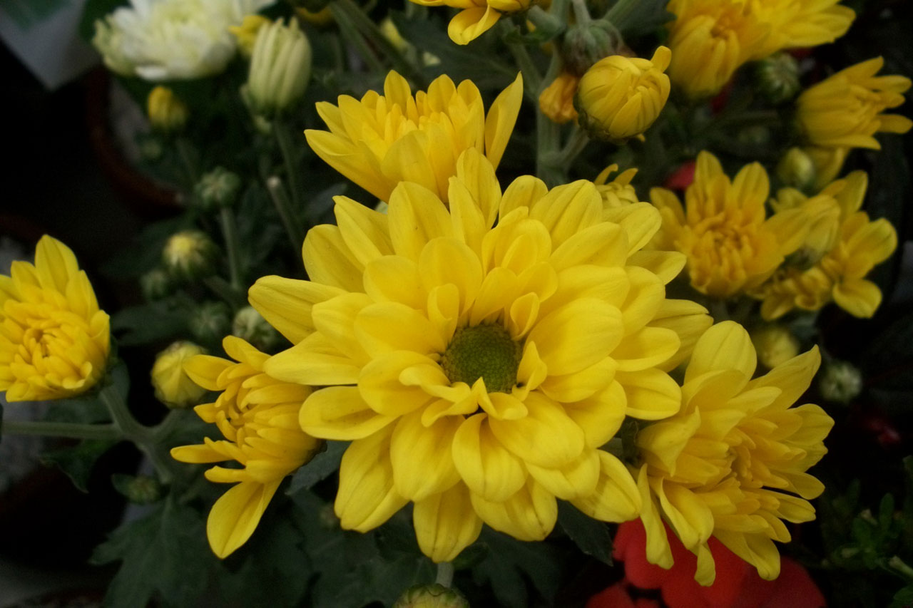flower flowers yellow free photo