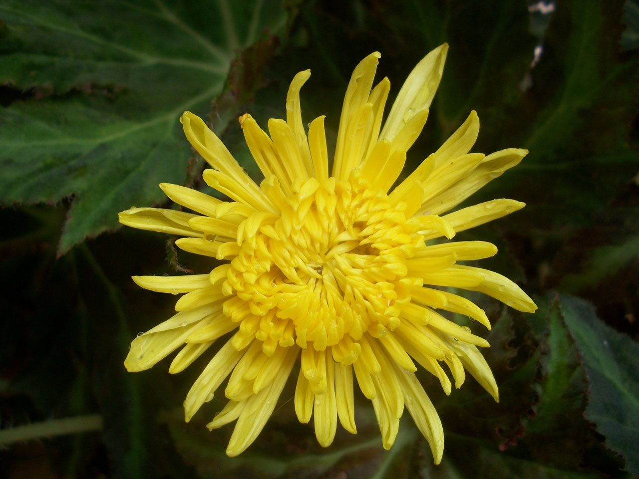 flower chrysanthemum yellow free photo