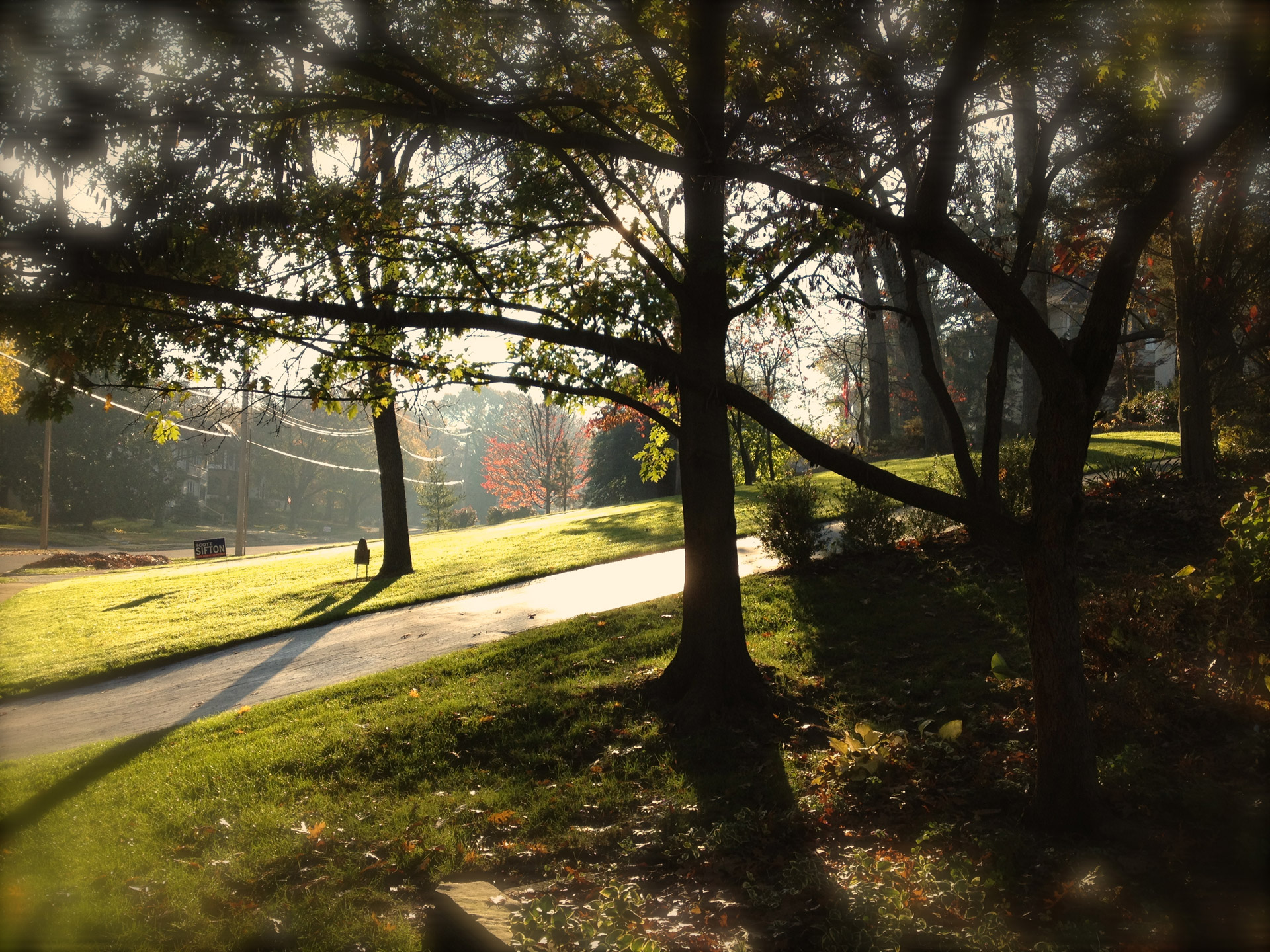 trees morning sunshine free photo