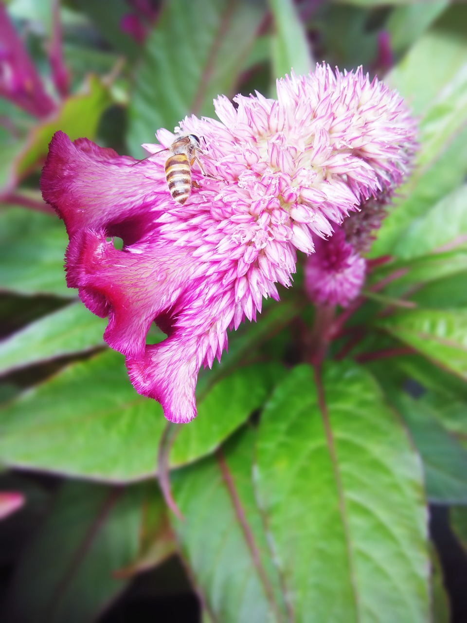 cristata bee the depth of field free photo