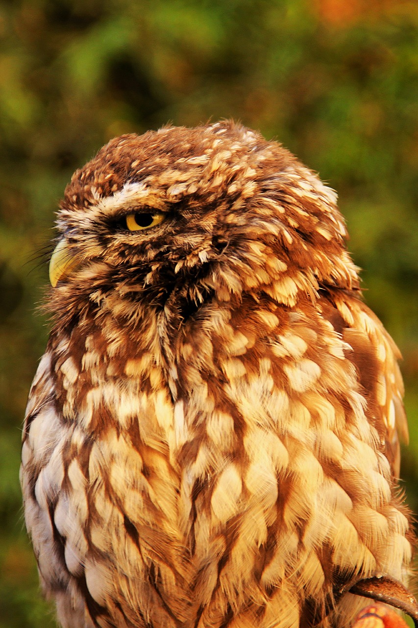 croaker owl night bird free photo
