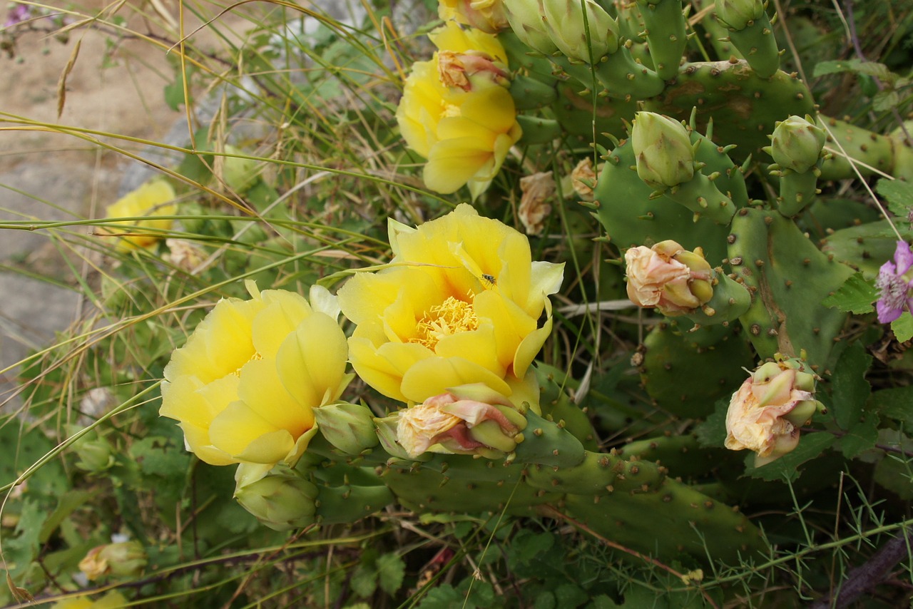 croatia cactus flowers free photo