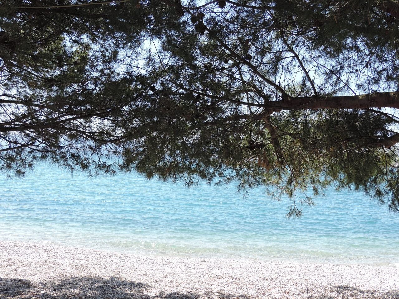 croatia stone beach coniferous forest free photo