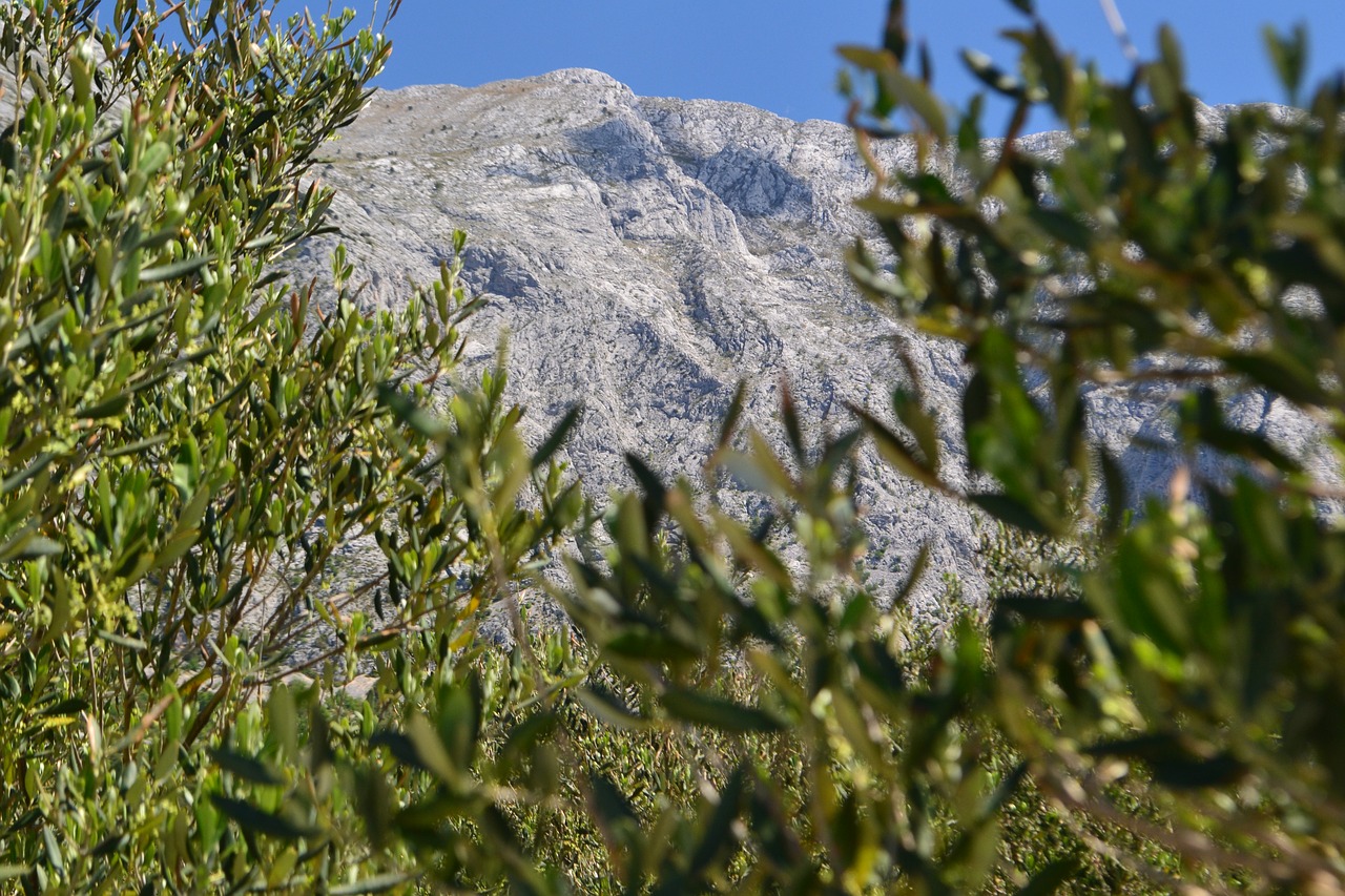 croatia the olives mountains free photo