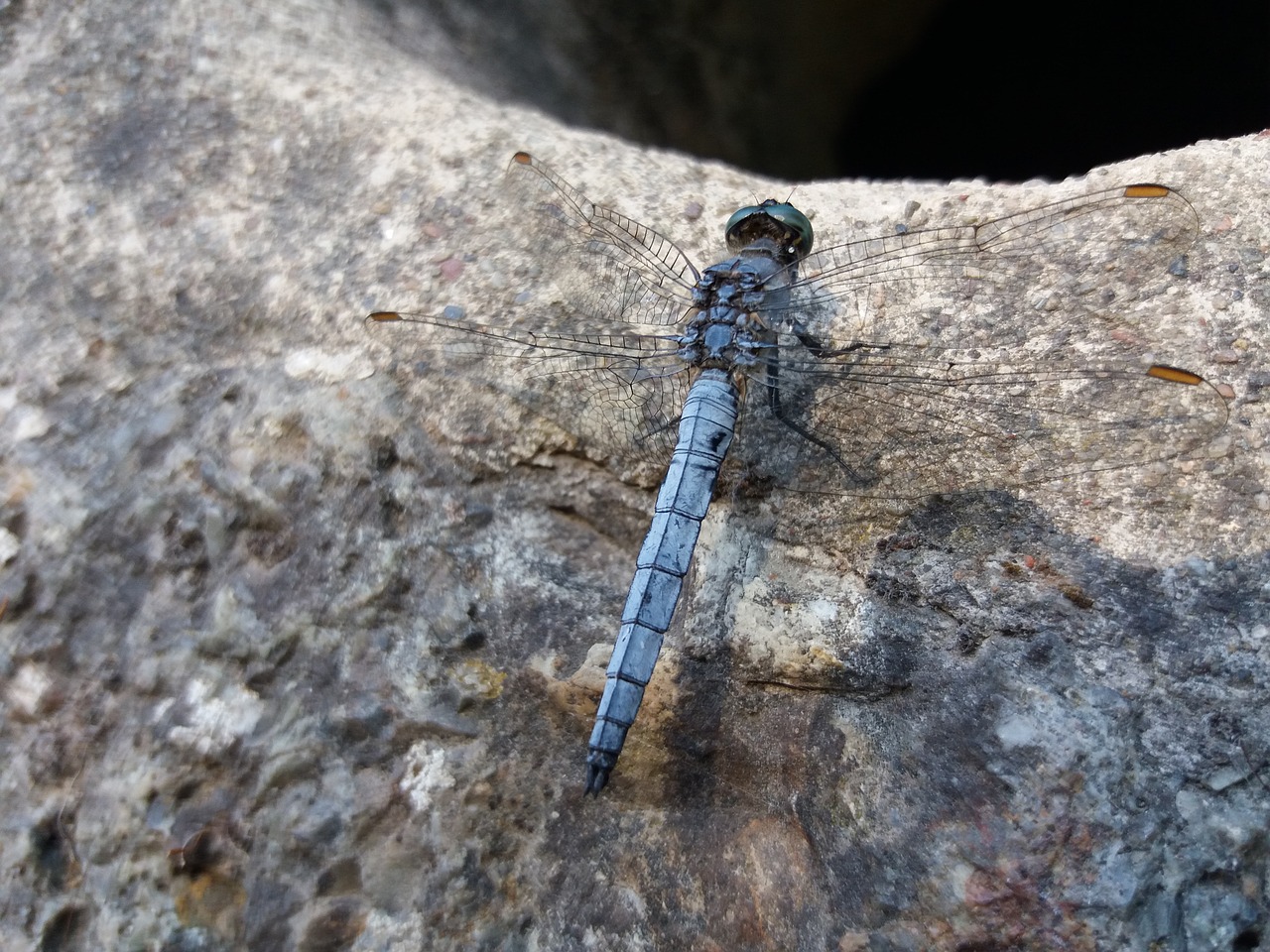 croatia dragonfly blue free photo