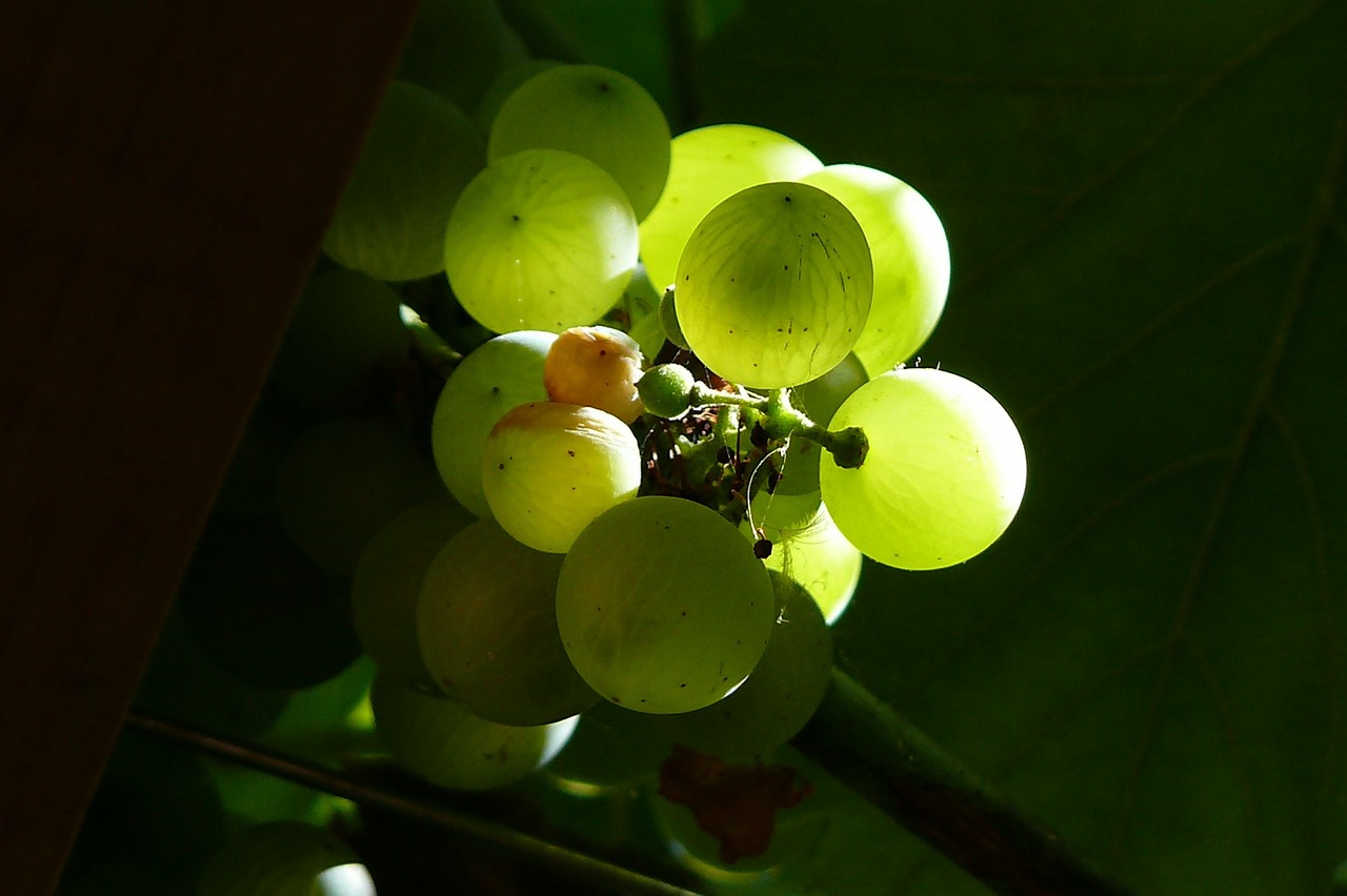 croatia grapes green free photo