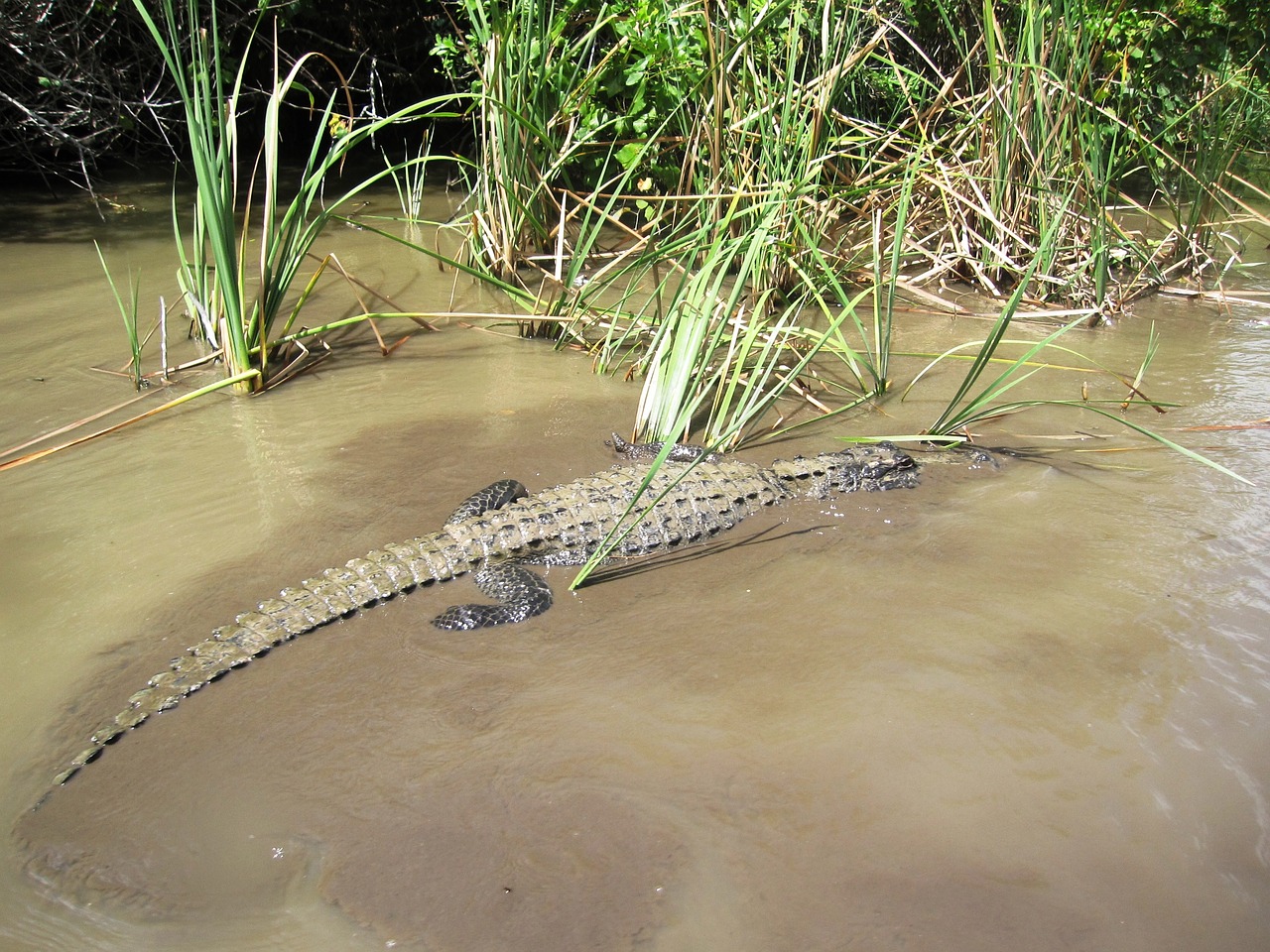 croc alligator crocodile free photo