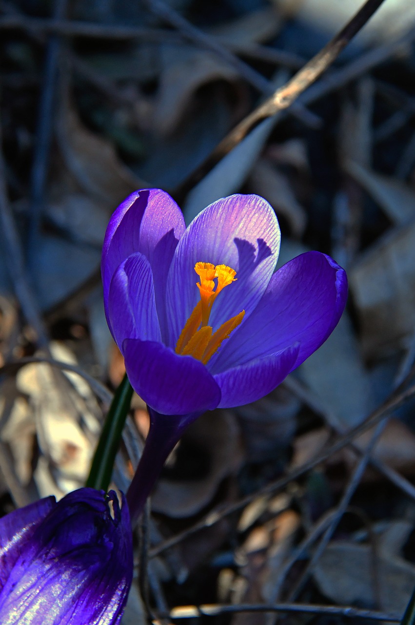 croccus  flower  spring free photo