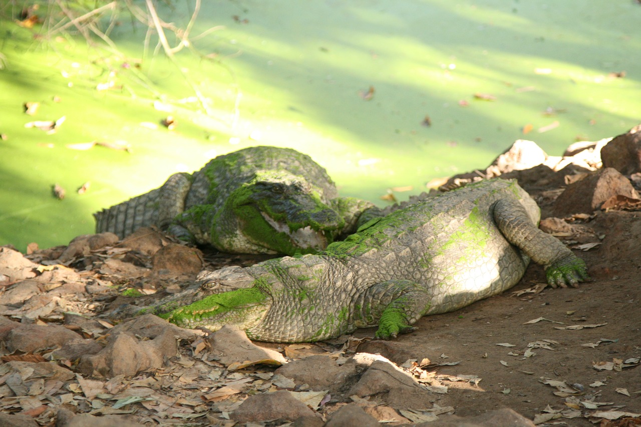 crocodile nature water free photo