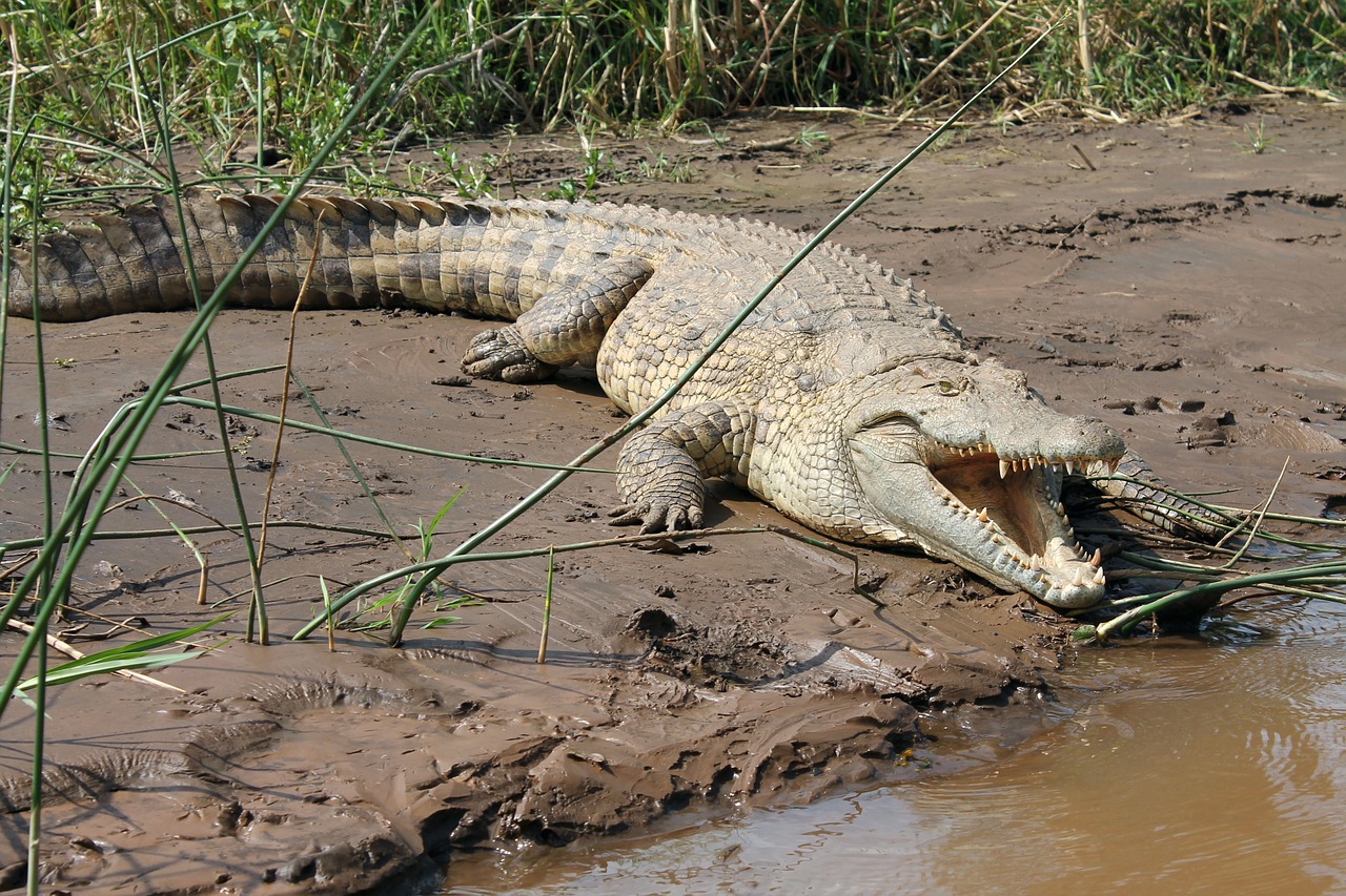 crocodile lake chamo free photo