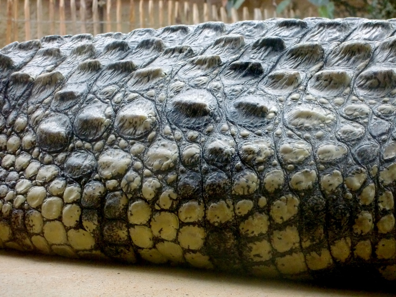 crocodile lizard dangerous free photo