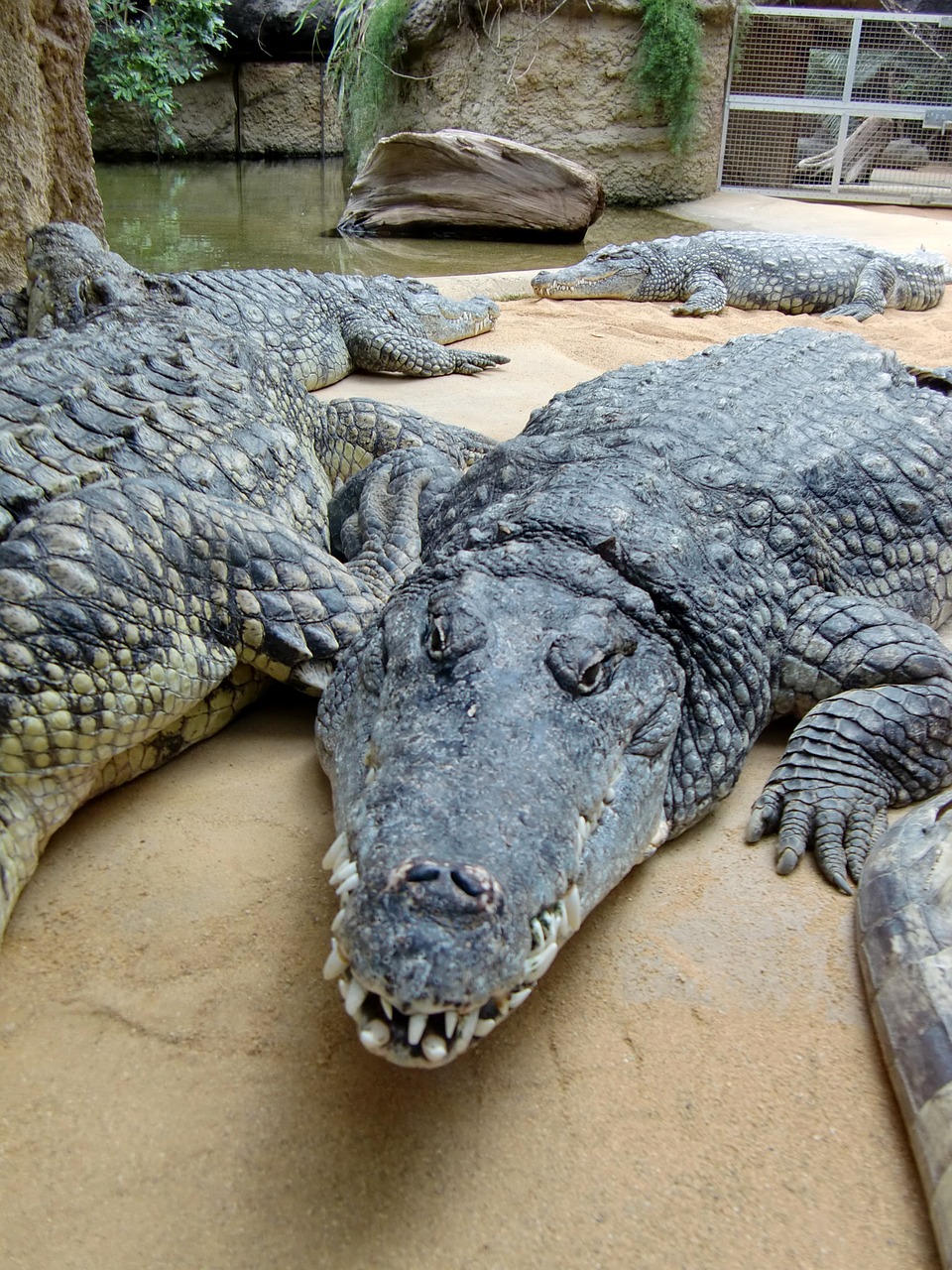 crocodile lizard dangerous free photo