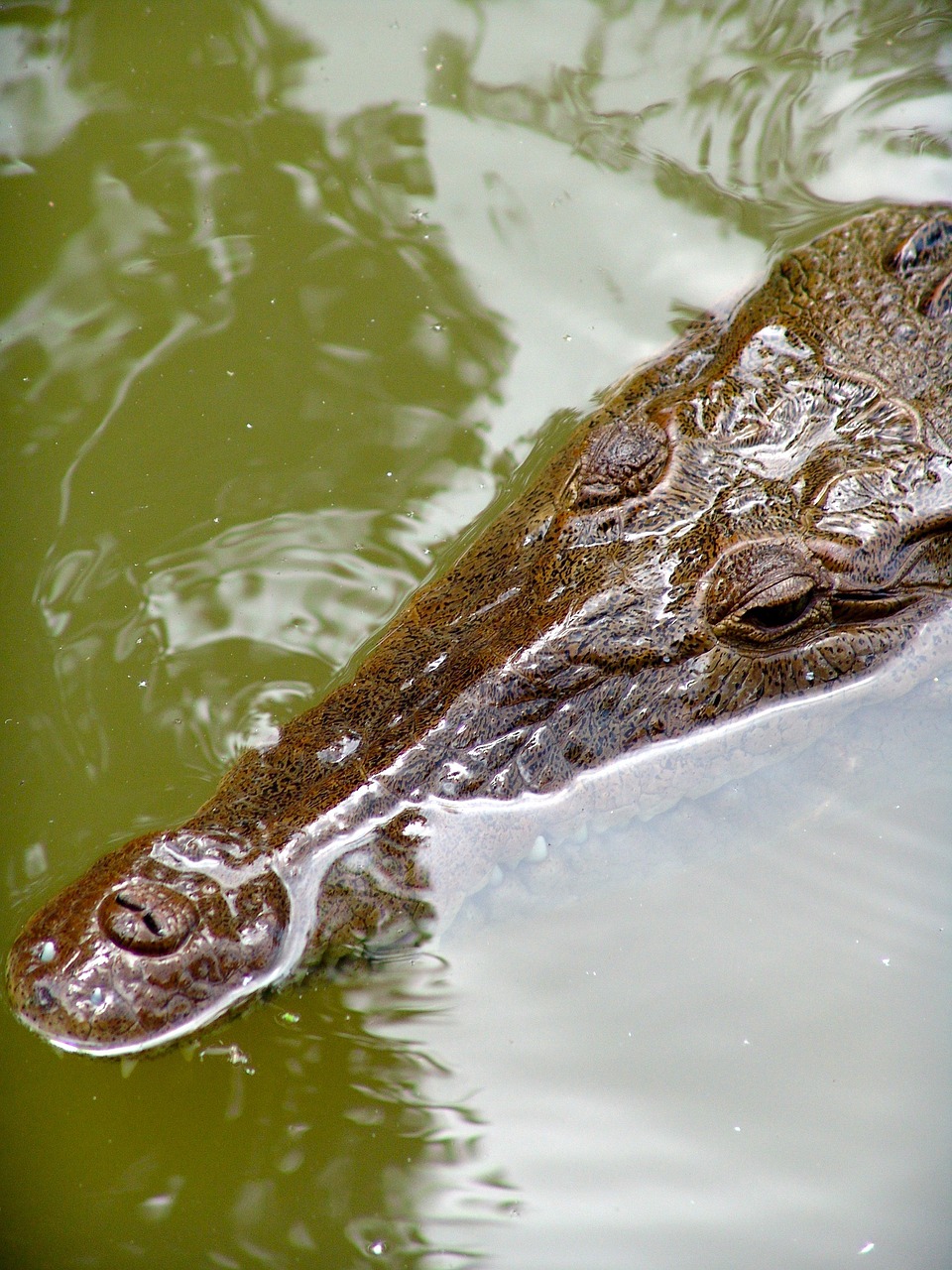 crocodile river risk free photo