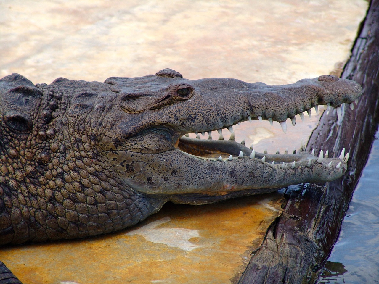 crocodile river risk free photo