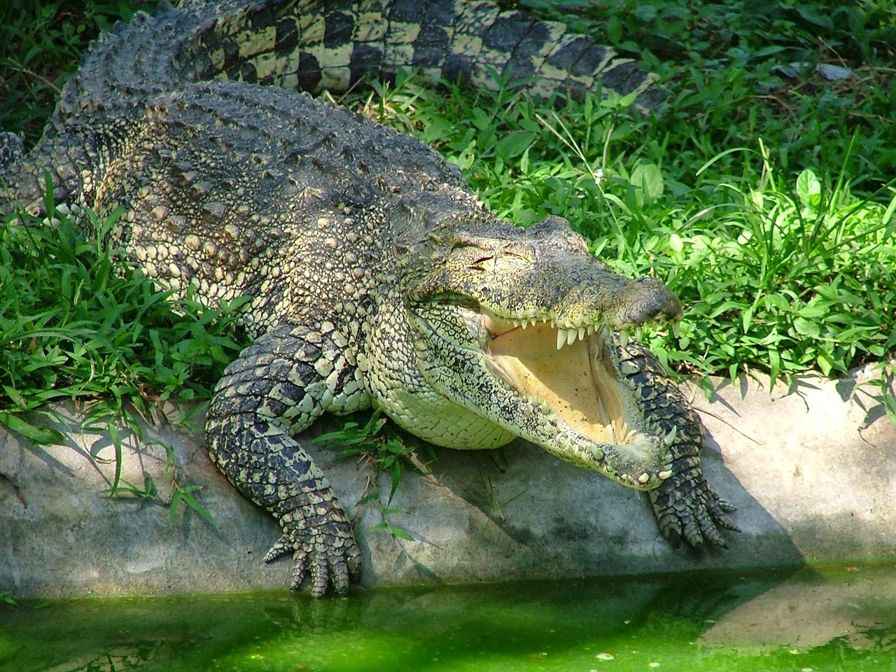 crocodile animals reptile free photo