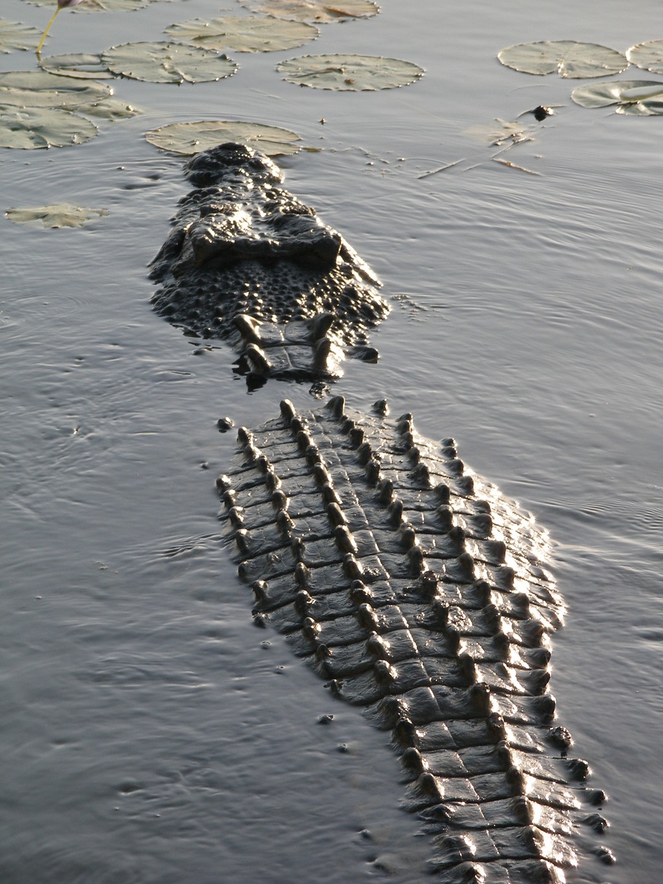 crocodile salt water crocodile australia free photo