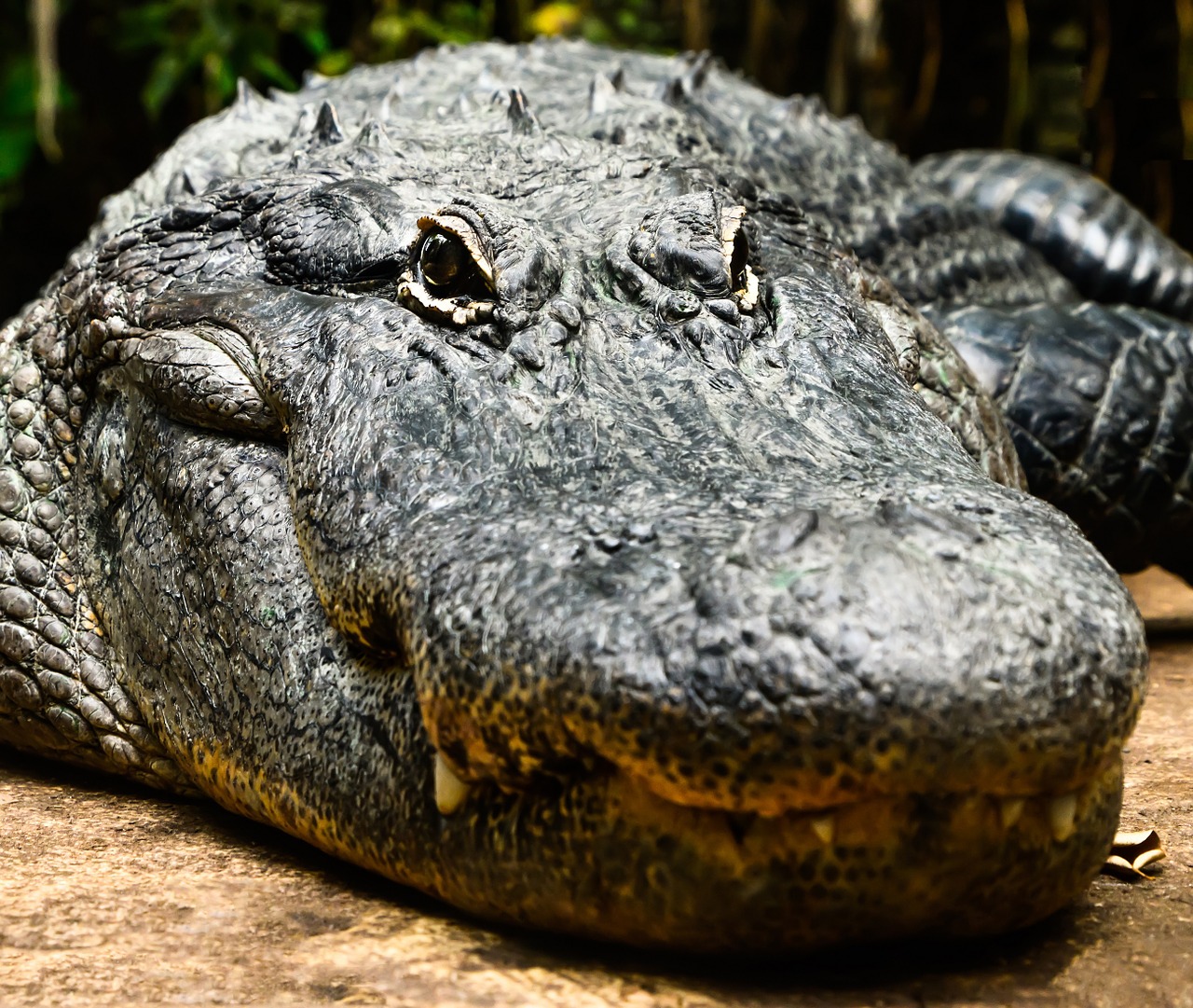 crocodile wild animal free photo