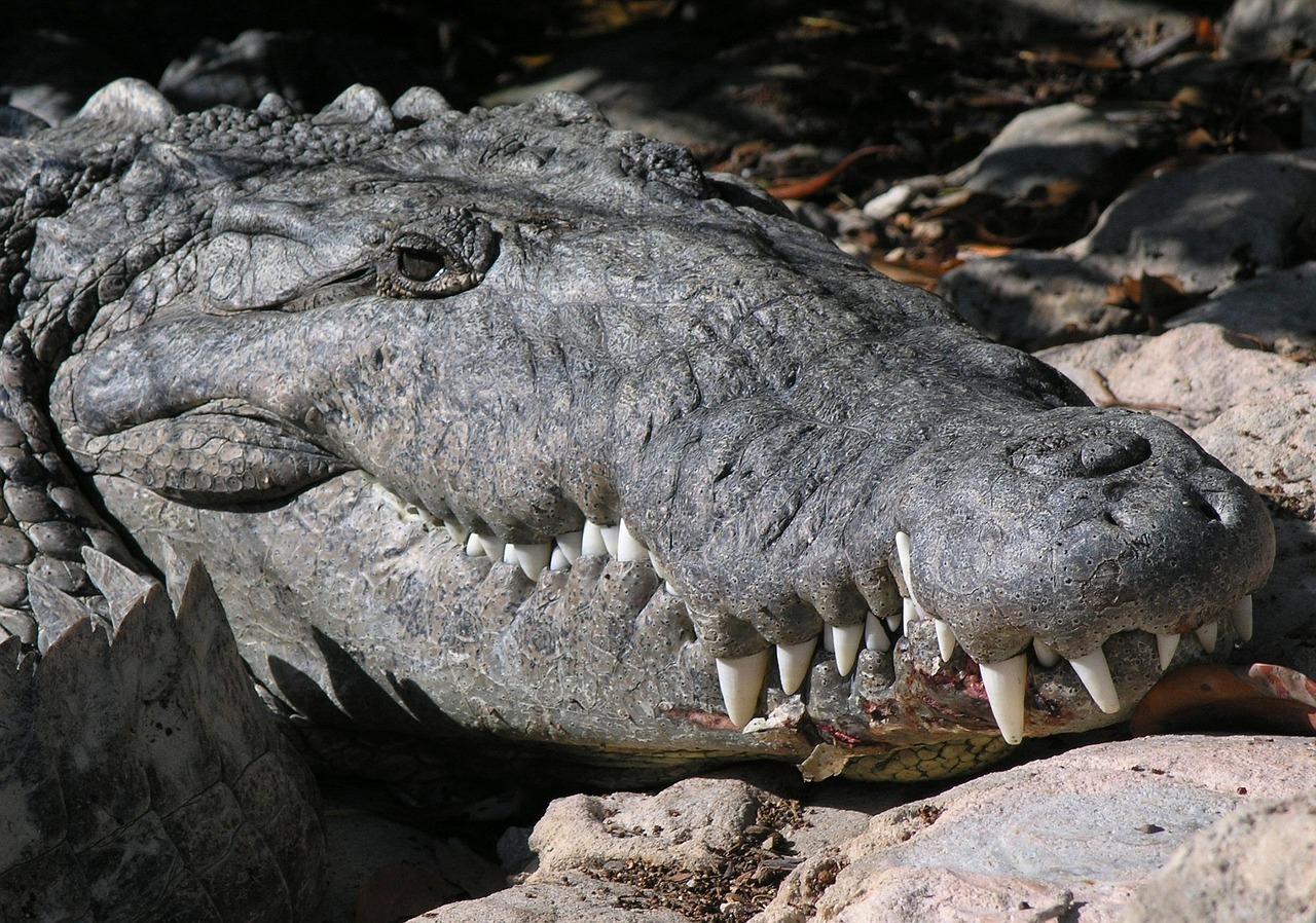 crocodile wild animal free photo