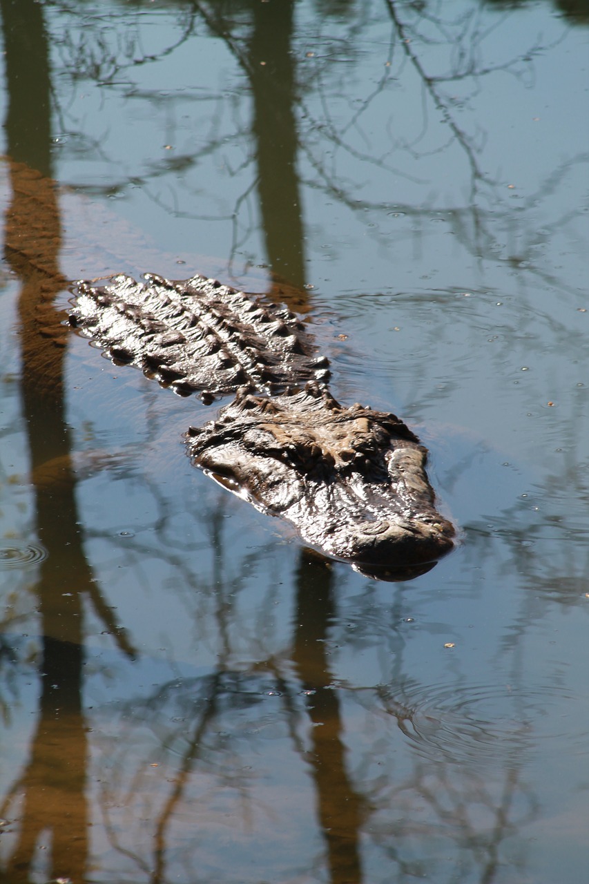 crocodile nature water free photo