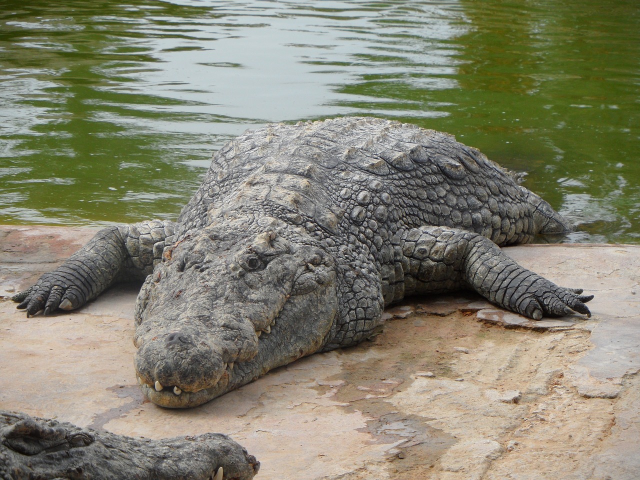 crocodile predator dangerous free photo