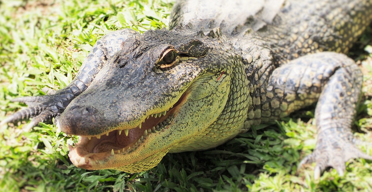crocodile croc australia free photo
