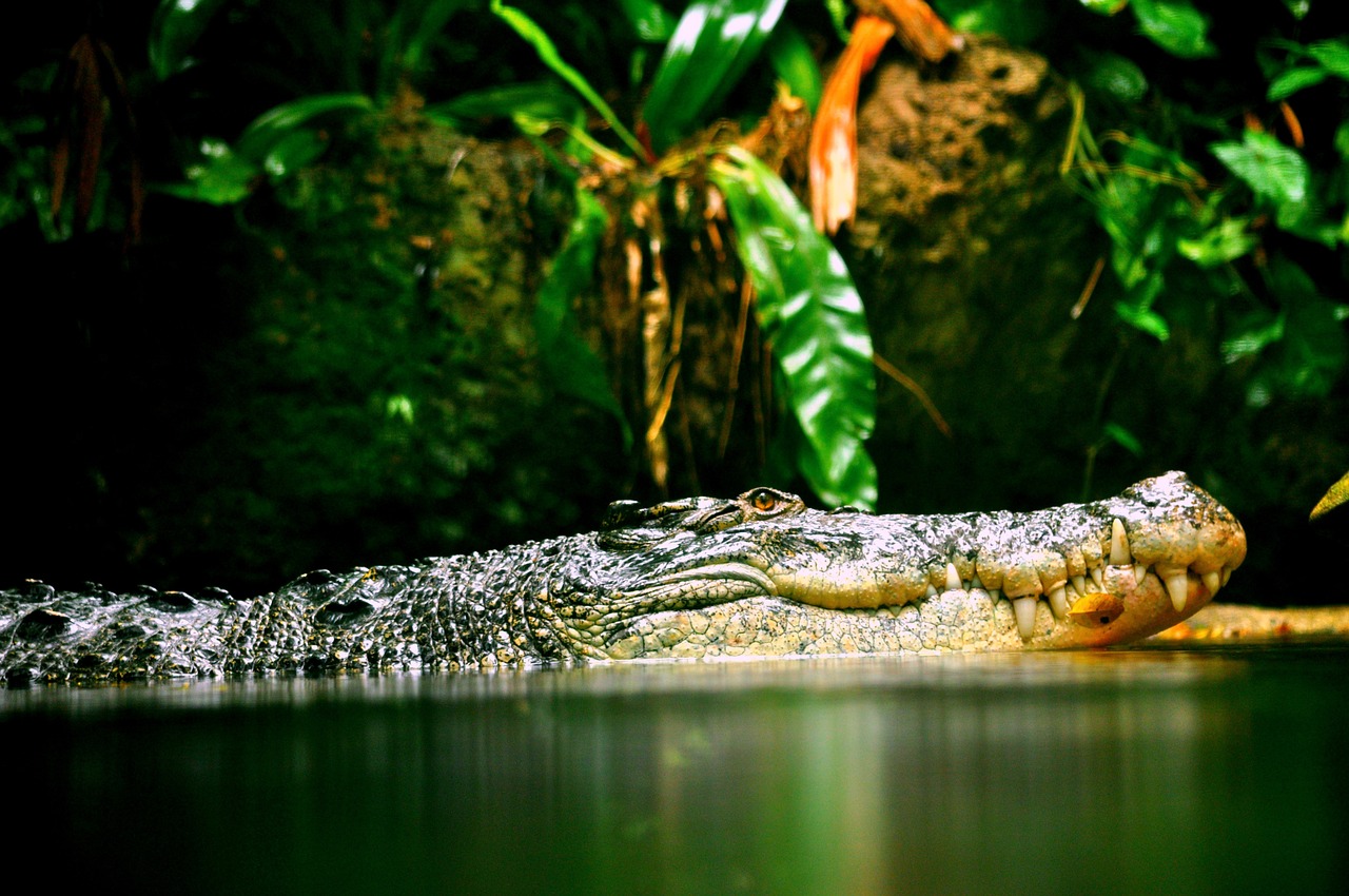 crocodile reptile croc free photo