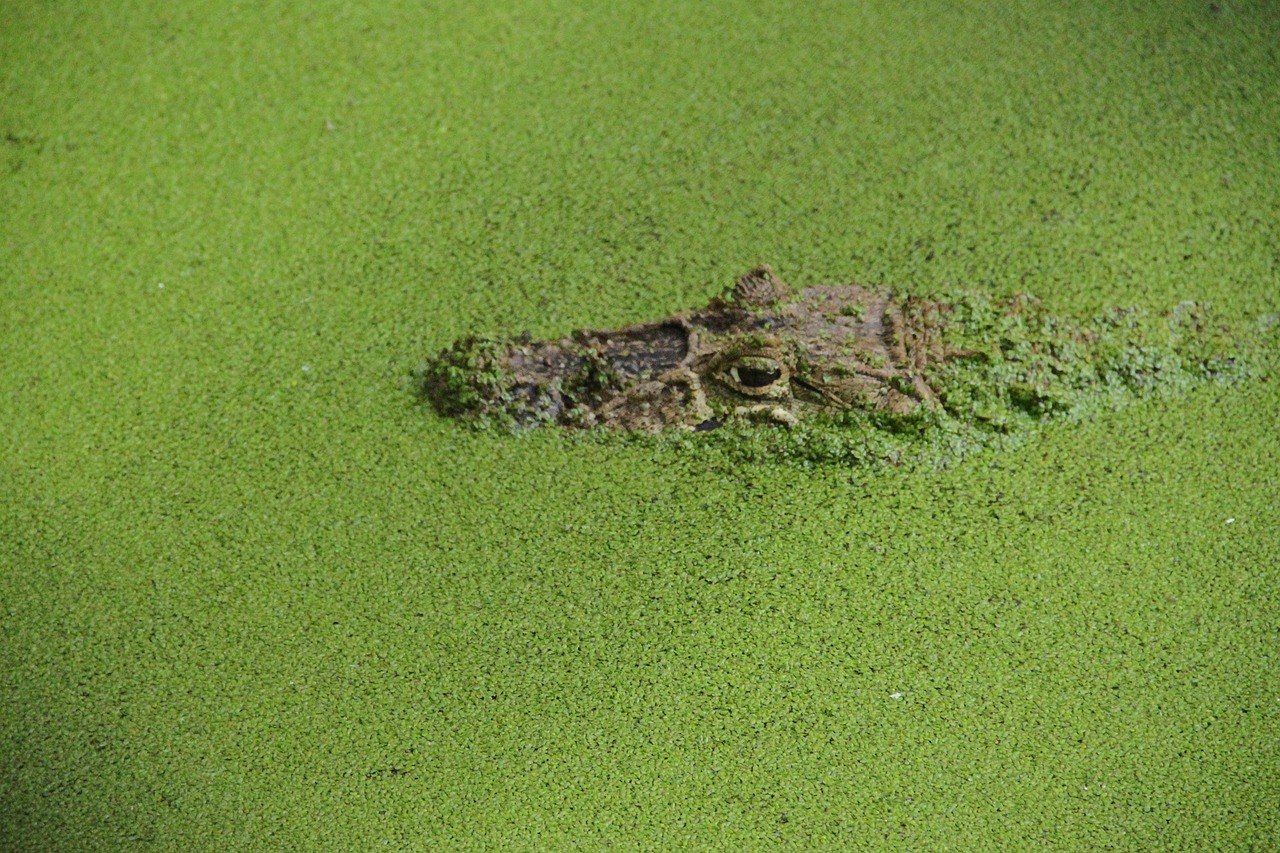 crocodile camouflage reptile free photo