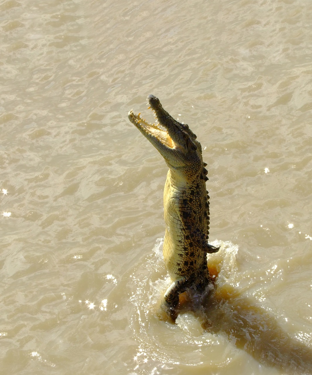 crocodile saltwater jumping free photo