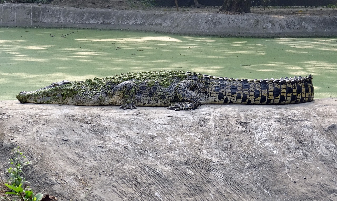 crocodile saltwater estuarine free photo