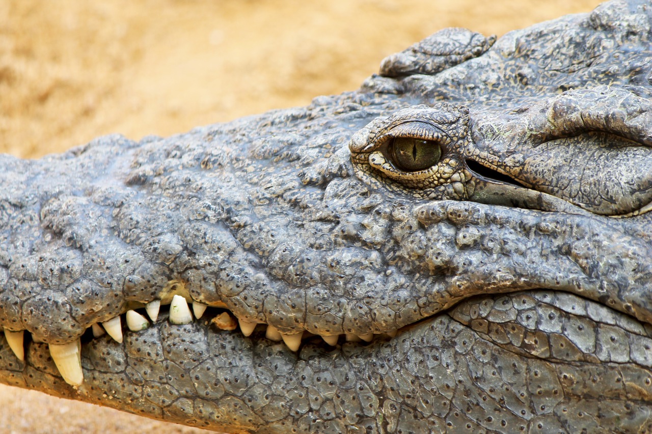 crocodile cayman reptile free photo
