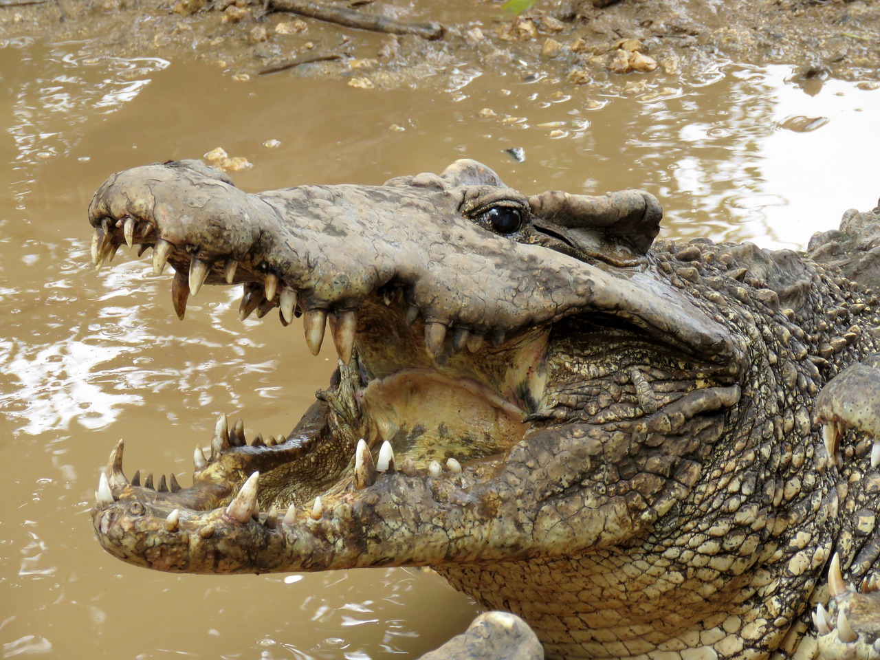 crocodile gad wetlands free photo