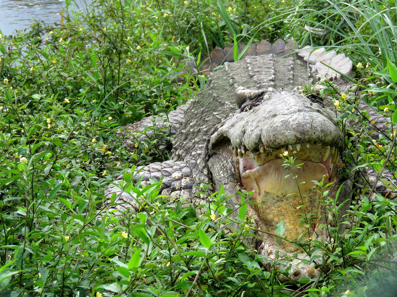crocodile gad cuba free photo
