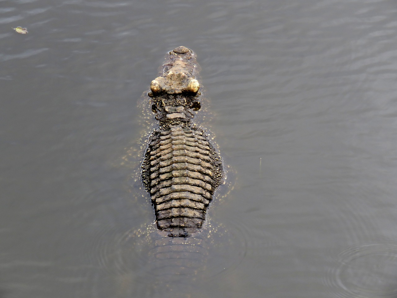 crocodile gad skin free photo