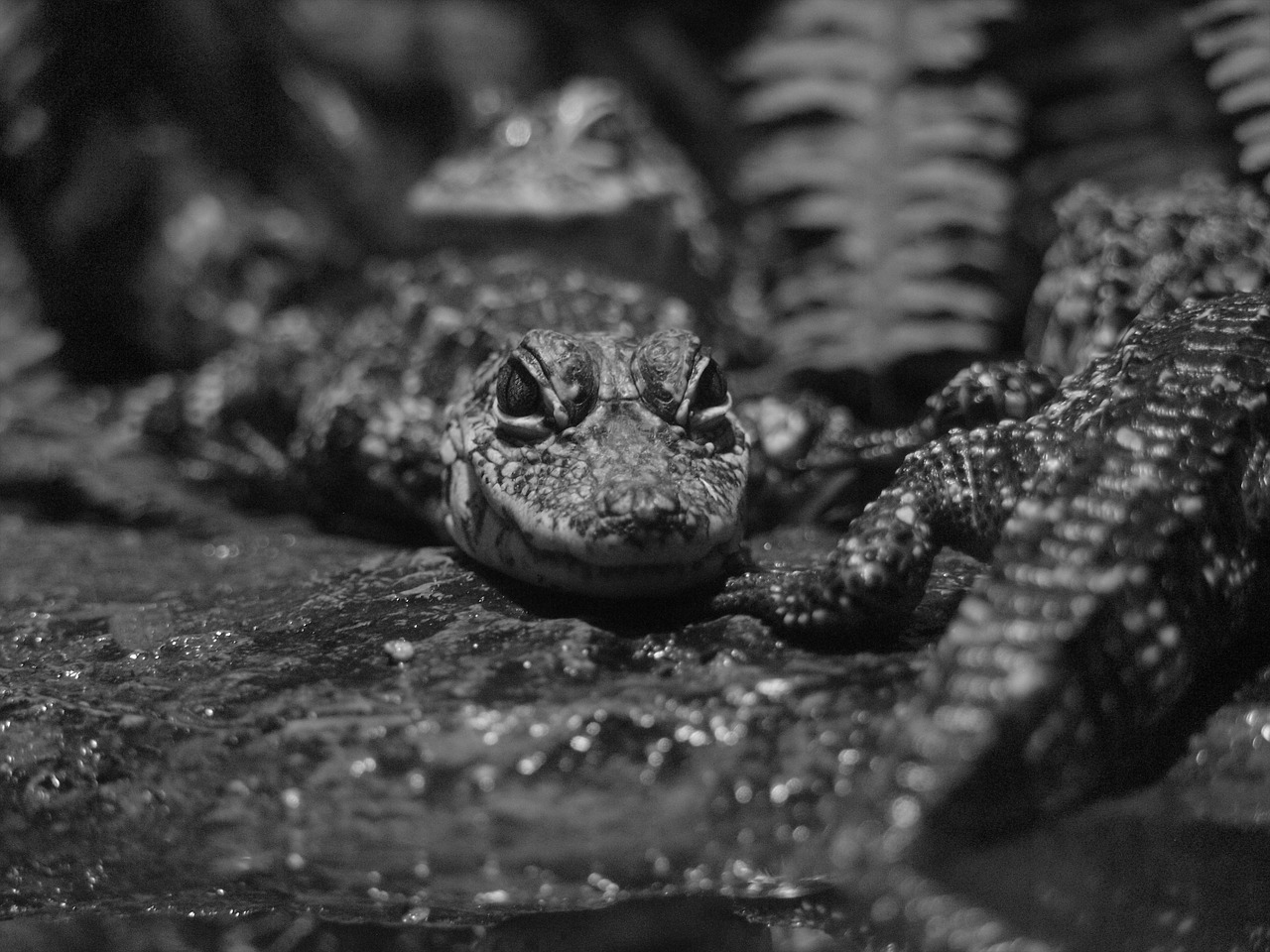 crocodile animal reptiles free photo