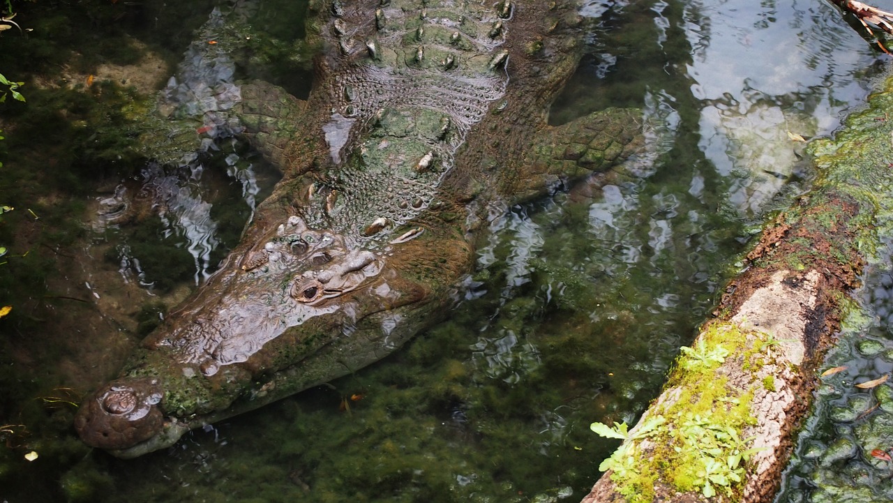 crocodile animal zoo free photo