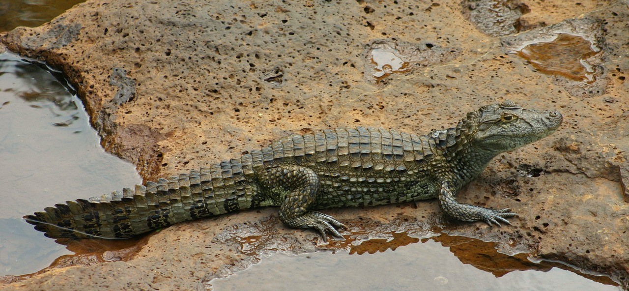 crocodile saurian reptile free photo