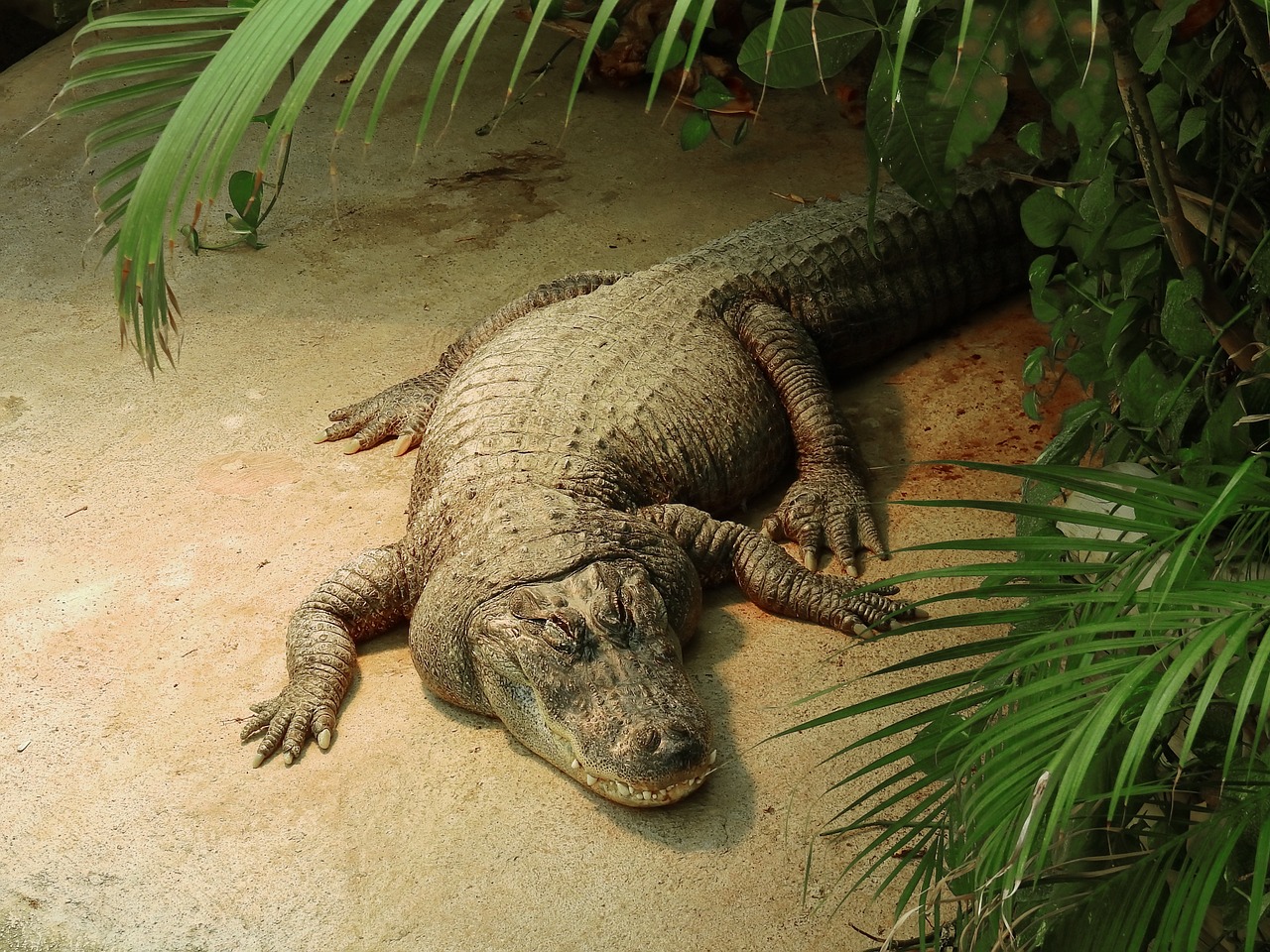 crocodile reptile animal free photo