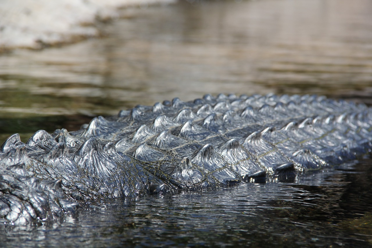crocodile nile predator free photo