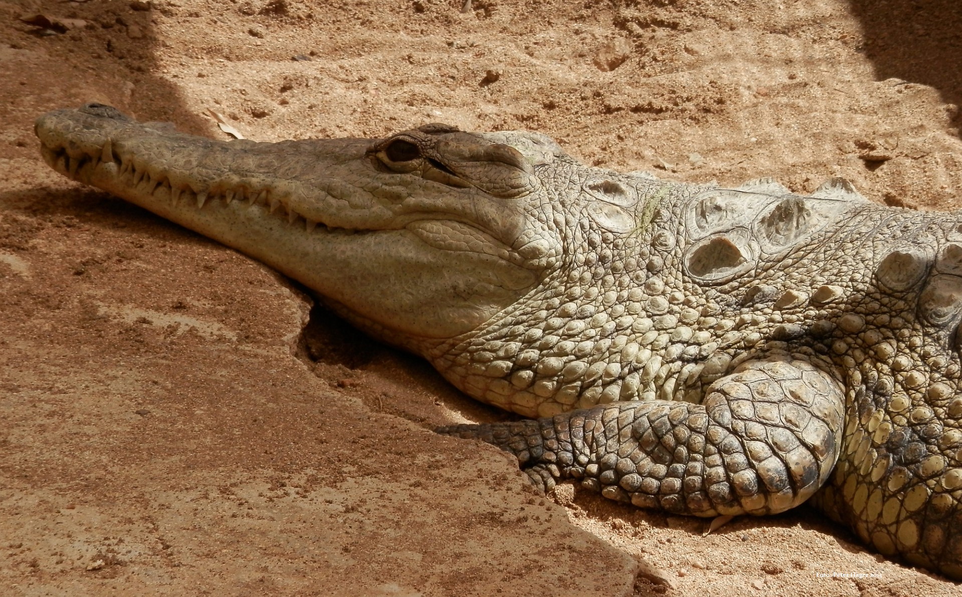 crocodile cyprus crocodile free photo
